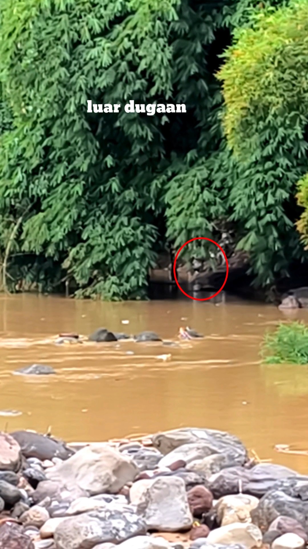 Sempat Ga Menduga ‼️ternyata Ada Yang Berani, Mencari Ikan Tepat Di ...