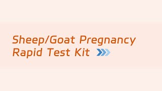 Sheep/Goat Pregnancy Rapid Test Kit