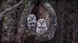 エゾフクロウのペア　１ The couple of a lovely owl.