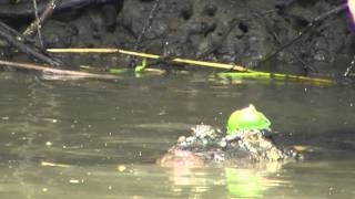 Crocodile with fruit on head.