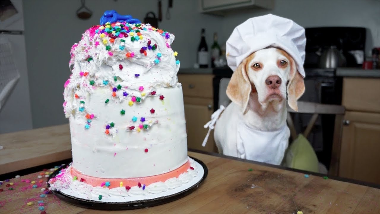 Funny Dog Cakes At Nick Mendoza Blog