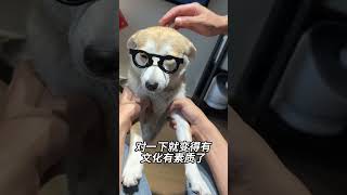 给邻居小狗带的整蛊玩具柴犬 傻狗的日常