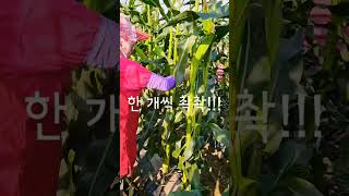 강원특별자치도 미백찰 옥수수 1차 수확! 품절! 옥수수 한대당 두개씩 자라는데, 하나만 수확..