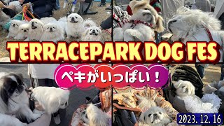 【愛犬イベント】関東最大級のドッグフェスでペキまみれになった！