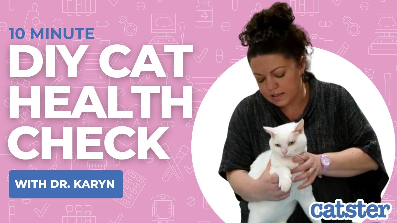 10 Min Diy Cat Health Check Youtube