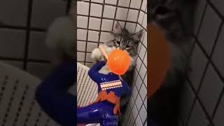 Cute funny cat vs soldier toy #shorts