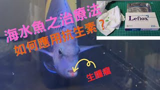 海水魚之治療法😂如何應用抗生素？✌