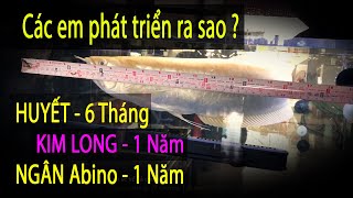 Huyet sau 6 tháng - Kim long \u0026 Ngân abino sau 1 năm ( Tổng quan các em sẽ thế nào )