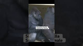 सिल्वरबैक गोरिल्ला को अपनी मादा को सूंघना बहुत पसंद है #gorilla