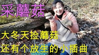 大冬天采蘑菇，又干净又漂亮！这是啥蘑菇🍄？诱饵场还有个放生的小插曲。