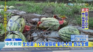 20190817中天新聞　全泡湯！　15天後採收　彰化大雨　西瓜全爛