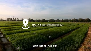 สุรินทร์ เมืองที่ต้องห้ามพลาด