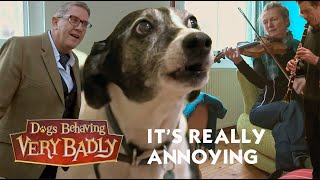 Singing Dog | Dogs Behaving Very Badly