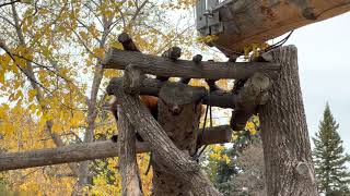 Red Panda in Edmonton Valley Zoo