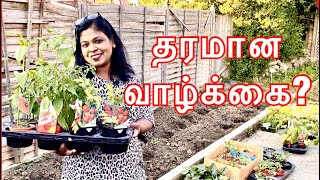 எங்க வீட்டு தோட்டத்தில் காய்கறி செடிகள் நடலாம் வாங்க/My weekday evening vlog