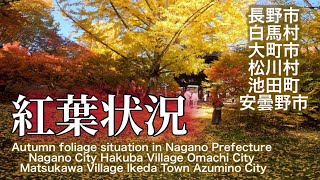 【紅葉状況】長野市白馬村大町市松川村池田町安曇野市撮影日2024.11.13 Nagano Prefecture [Autumn leaves situation]