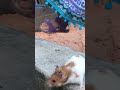 daviza play with poor hamster