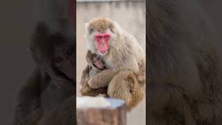 ニコンのカメラで猿の親子を撮影した結果#北海道#旭山動物園