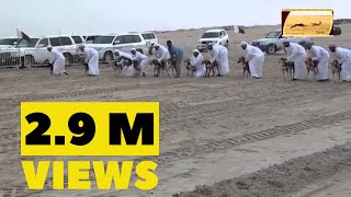 Dogs Race in Saudi Arabia