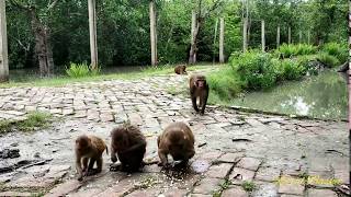 Monkeys | সুন্দরবনের বানর | Sundarbans Monkeys