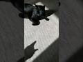 元気な猫の影🐱 - Cats Shadow - #shorts #cat