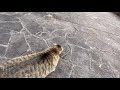 野良猫動画　ちょっと人見知り　中々触らせてくれない野良猫ちゃんの猫動画です