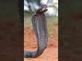 black spitting cobra spitting venom