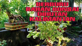 BERBURU BAHAN BONSAI DI HUTAN KALIMANTAN