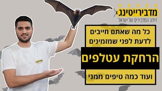 הרחקת עטלפים אלקטרונית - כל מה שצריך לדעת | מדבירייטינג