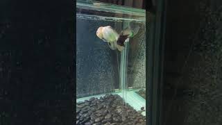 【一点モノ】パンダ 約16cm 動画 (k019) タイ産 オランダ獅子頭 ローズテール ブラックヘッド 2歳 #金魚