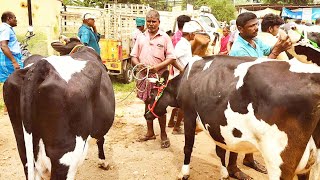 சீனா புரம் கைகறவை மாடுகளின் விலை நிலவரம்/cow market in tamilnadu..