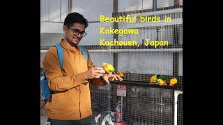 Beautiful Birds | Kakegawa Kachouen | Japan