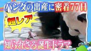 [Very rare! Close coverage of the birth of a baby panda!! (Narration: Yoshitsugu Matsuoka)] The u...