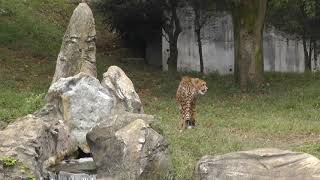 警戒しながら進むレン　多摩動物公園　チーター