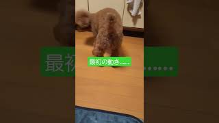 高齢犬の日常🐶ご飯にトッピングがほしくて仕方がない老犬②一瞬の小嶋よしお！#テディベア #シニア犬との暮らし #トイプードル #でかプー #トイプードル#そんなの関係ねー