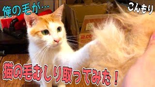 暑くなってきたので猫の毛をひたすらむしり取ってみた！