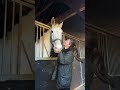 there’s someone i would like you to meet 🤎🐴 https youtu.be bfeehd7gk2o horsegirl newarrival