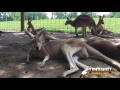 Timbavati Wildlife Park Quick Facts: Kangaroos