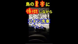 【閲覧注意！】鳥の糞害に憤慨し、フンガ～！と怒りながらコイン洗車へ！！