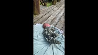 Curious Deer Comes Rushing as a Human Baby Cries