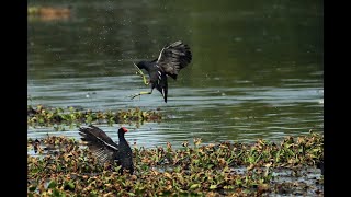 屏東縣的紅冠水雞Moorhen  （2020 06 19）