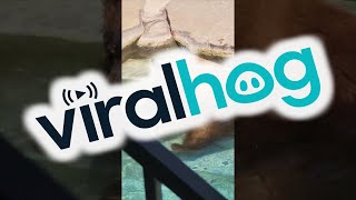 Bear Takes a Swim in Backyard Pool || ViralHog