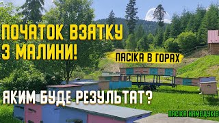 Початок взятку лісової малини в горах!