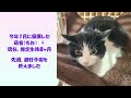 「もふもふ」猫のお見合い会、始まるよ～！！