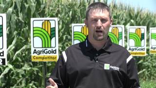 SS\u0026C-Lee Herring AgriGold Hybrids for 2013