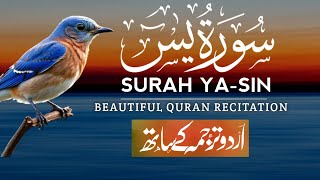 Surah Yaseen | Surah Yaseen With Urdu Translation | Episode - 104