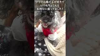 愛犬が好きだった場所!! Favorite Place【老犬と過ごす日常】#shorts