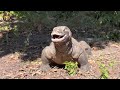 real wonders moments komodo dragons swallow everything whole animal attacks