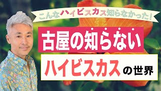 こんなハイビスカス知らなかった！～古屋の知らないハイビスカスの世界～