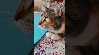 Funny Cats Super Pets Reaction Videos  2021😌  087🙏 #Shorts